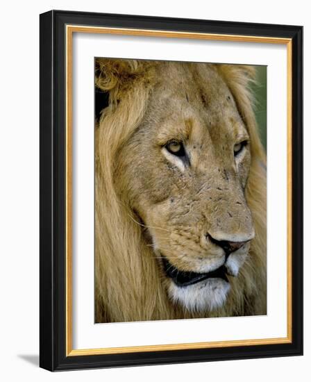 Male Lion (Panthero Leo), Kruger National Park, South Africa, Africa-Steve & Ann Toon-Framed Photographic Print