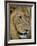 Male Lion (Panthero Leo), Kruger National Park, South Africa, Africa-Steve & Ann Toon-Framed Photographic Print