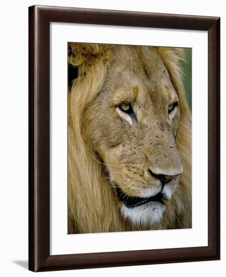 Male Lion (Panthero Leo), Kruger National Park, South Africa, Africa-Steve & Ann Toon-Framed Photographic Print