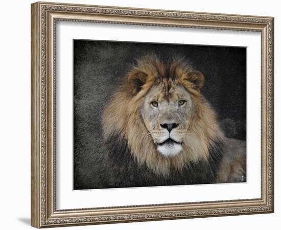 Male Lion Portrait 1-Jai Johnson-Framed Giclee Print