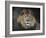 Male Lion Portrait 1-Jai Johnson-Framed Giclee Print