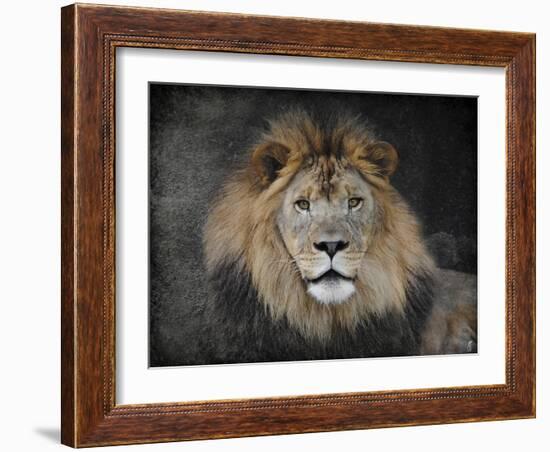 Male Lion Portrait 1-Jai Johnson-Framed Giclee Print