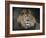 Male Lion Portrait 1-Jai Johnson-Framed Giclee Print