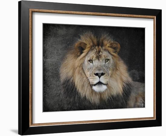 Male Lion Portrait 1-Jai Johnson-Framed Giclee Print