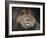 Male Lion Portrait 1-Jai Johnson-Framed Giclee Print