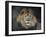 Male Lion Portrait 1-Jai Johnson-Framed Giclee Print