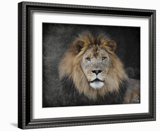 Male Lion Portrait 1-Jai Johnson-Framed Giclee Print