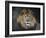 Male Lion Portrait 1-Jai Johnson-Framed Giclee Print