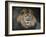 Male Lion Portrait 1-Jai Johnson-Framed Giclee Print