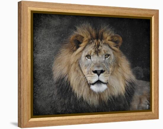 Male Lion Portrait 1-Jai Johnson-Framed Premier Image Canvas