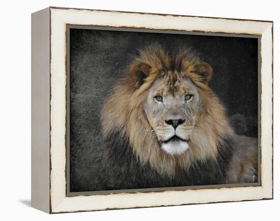 Male Lion Portrait 1-Jai Johnson-Framed Premier Image Canvas