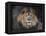 Male Lion Portrait 1-Jai Johnson-Framed Premier Image Canvas