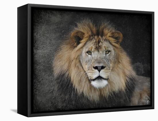 Male Lion Portrait 1-Jai Johnson-Framed Premier Image Canvas