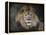 Male Lion Portrait 1-Jai Johnson-Framed Premier Image Canvas