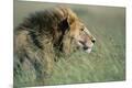 Premium Photographic Print