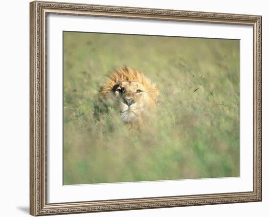 Male Lion Resting in Tall Grass-Paul Souders-Framed Photographic Print