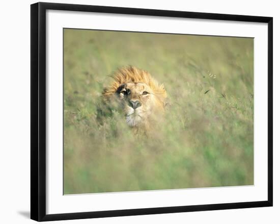Male Lion Resting in Tall Grass-Paul Souders-Framed Photographic Print