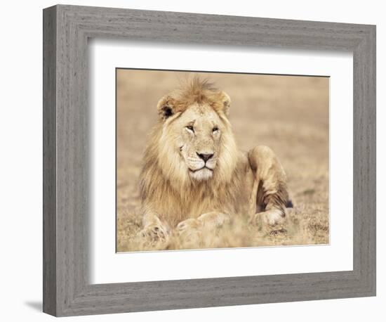 Male Lion Resting in the Grass, Kenya, East Africa, Africa-James Gritz-Framed Photographic Print