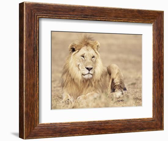 Male Lion Resting in the Grass, Kenya, East Africa, Africa-James Gritz-Framed Photographic Print