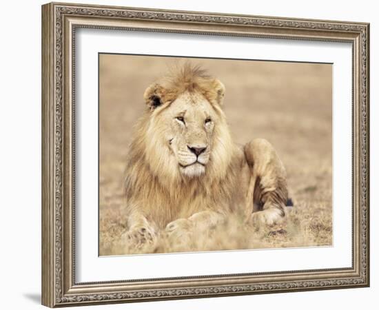 Male Lion Resting in the Grass, Kenya, East Africa, Africa-James Gritz-Framed Photographic Print