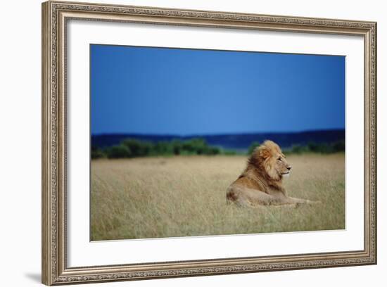 Male Lion Resting on Savanna-null-Framed Photographic Print