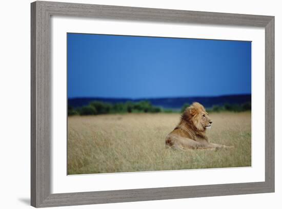 Male Lion Resting on Savanna-null-Framed Photographic Print