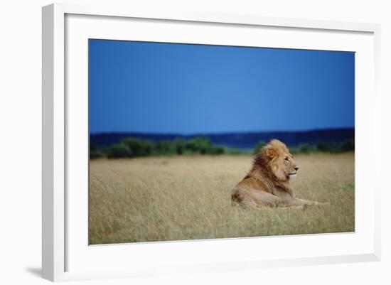 Male Lion Resting on Savanna-null-Framed Photographic Print