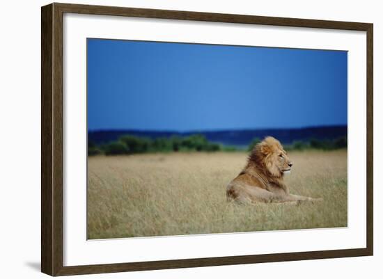 Male Lion Resting on Savanna-null-Framed Photographic Print