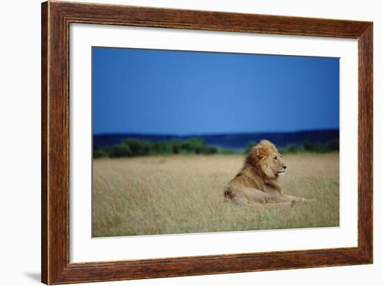 Male Lion Resting on Savanna-null-Framed Photographic Print