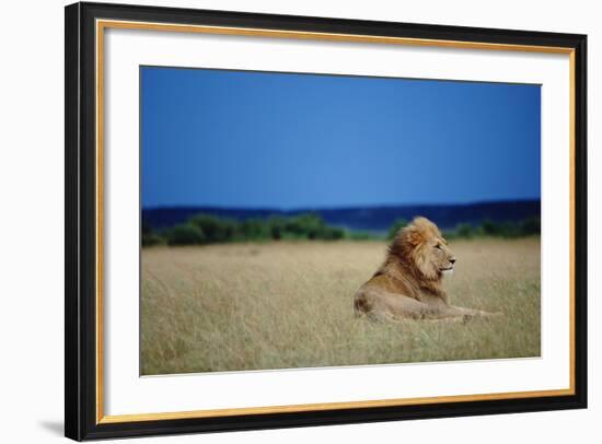 Male Lion Resting on Savanna-null-Framed Photographic Print