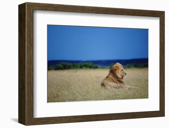 Male Lion Resting on Savanna-null-Framed Photographic Print