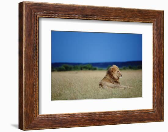 Male Lion Resting on Savanna-null-Framed Photographic Print