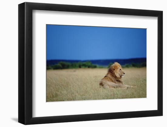 Male Lion Resting on Savanna-null-Framed Photographic Print