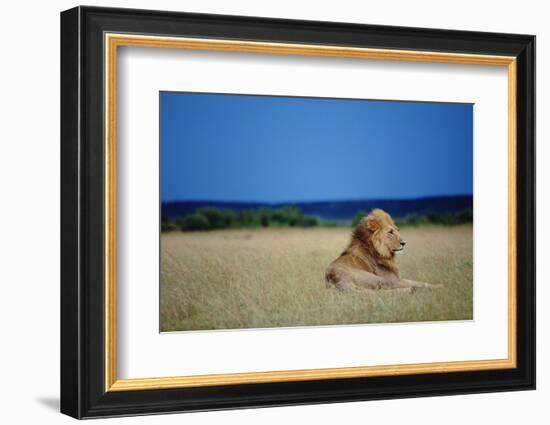 Male Lion Resting on Savanna-null-Framed Photographic Print