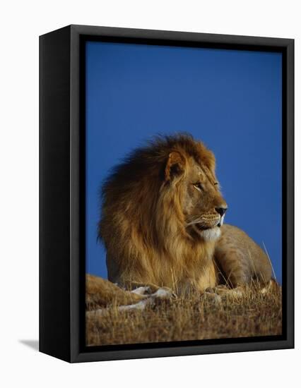 Male Lion Resting-Joe McDonald-Framed Premier Image Canvas