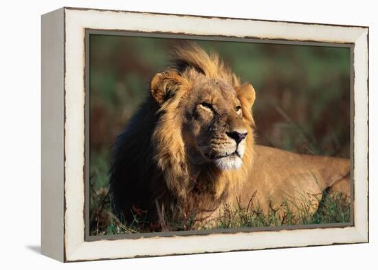 Male Lion Resting-Paul Souders-Framed Premier Image Canvas