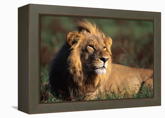 Male Lion Resting-Paul Souders-Framed Premier Image Canvas