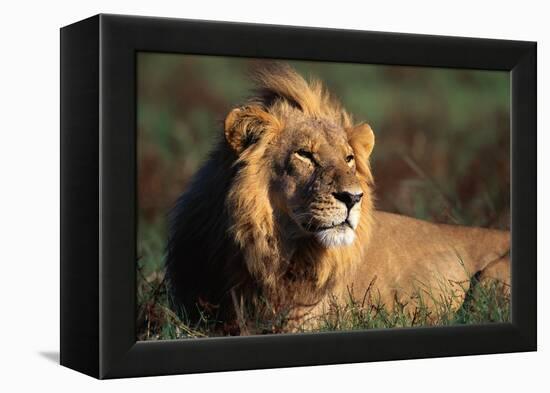 Male Lion Resting-Paul Souders-Framed Premier Image Canvas