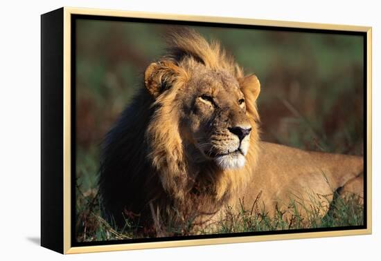 Male Lion Resting-Paul Souders-Framed Premier Image Canvas