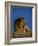 Male Lion Resting-Joe McDonald-Framed Photographic Print