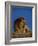 Male Lion Resting-Joe McDonald-Framed Photographic Print