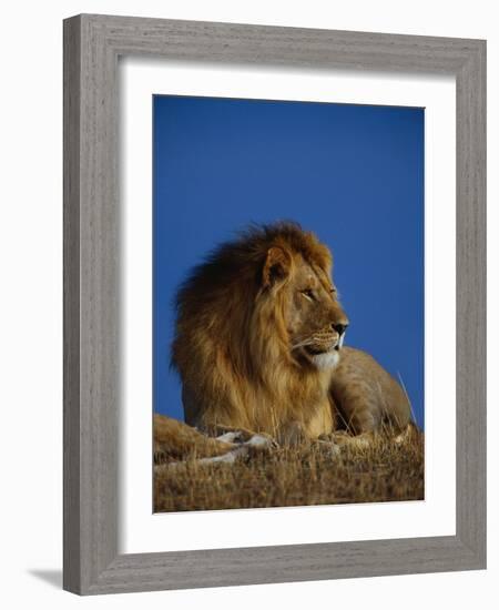 Male Lion Resting-Joe McDonald-Framed Photographic Print