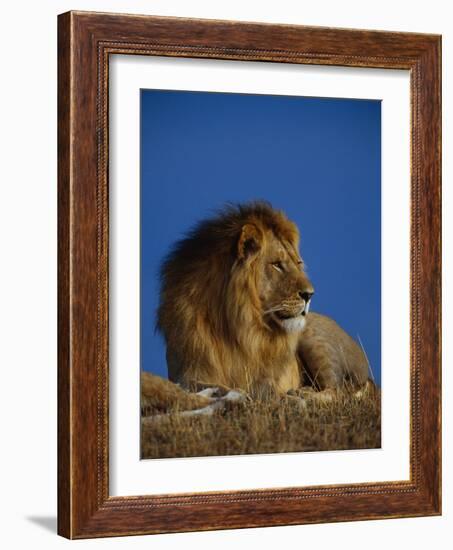 Male Lion Resting-Joe McDonald-Framed Photographic Print