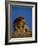 Male Lion Resting-Joe McDonald-Framed Photographic Print