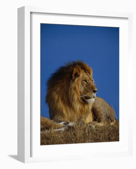 Male Lion Resting-Joe McDonald-Framed Photographic Print