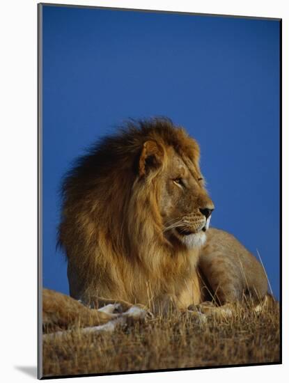 Male Lion Resting-Joe McDonald-Mounted Photographic Print