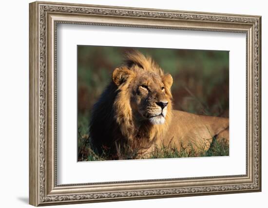 Male Lion Resting-Paul Souders-Framed Photographic Print