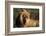 Male Lion Resting-Paul Souders-Framed Photographic Print