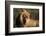 Male Lion Resting-Paul Souders-Framed Photographic Print