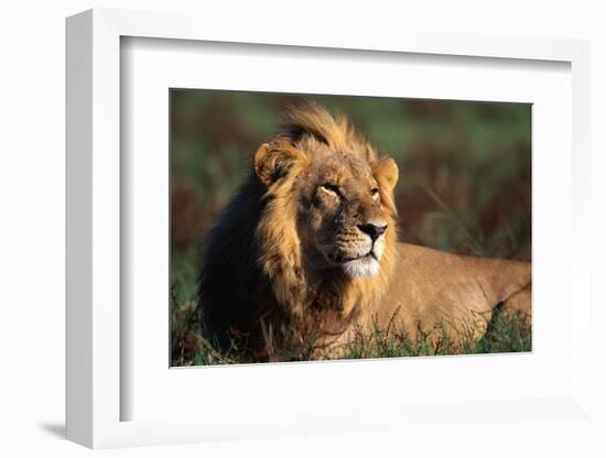 Male Lion Resting-Paul Souders-Framed Photographic Print